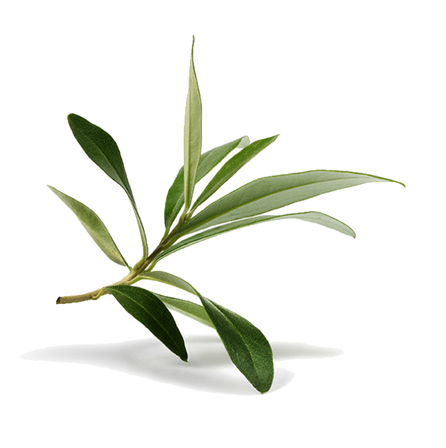Zeytin Yaprağı