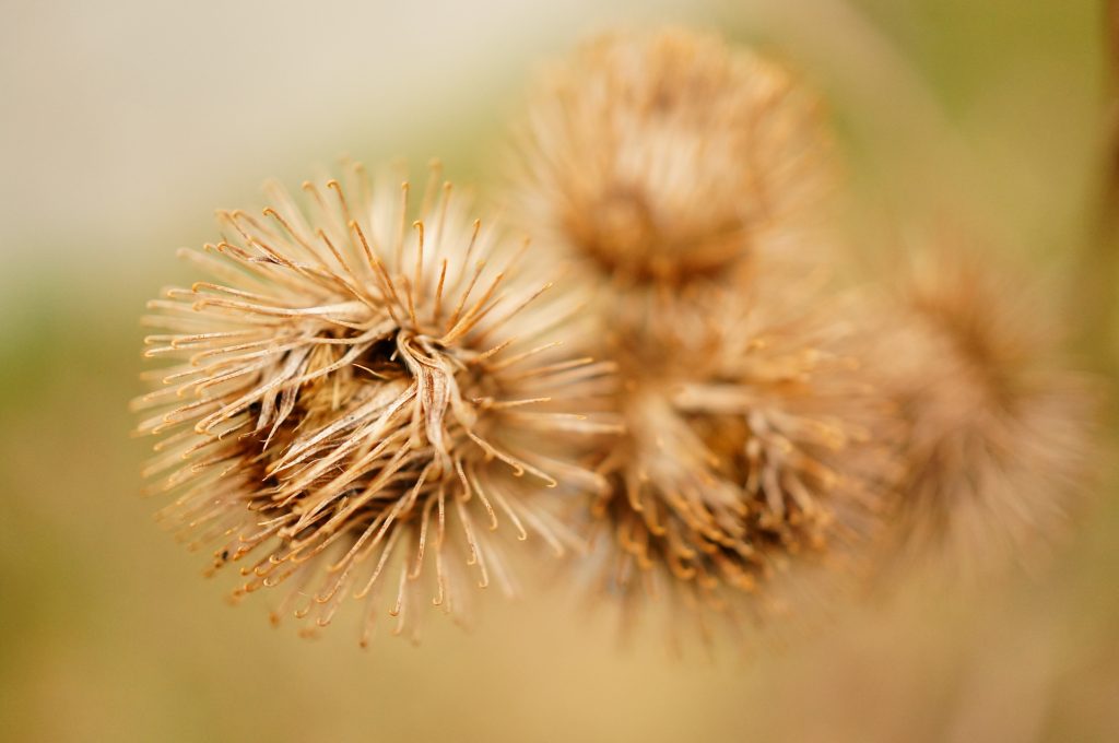 Dry burdocks
