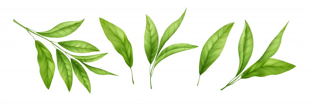 Set of realistic green tea leaves and sprouts isolated on white background. Sprig of green tea, tea leaf. Vector illustration